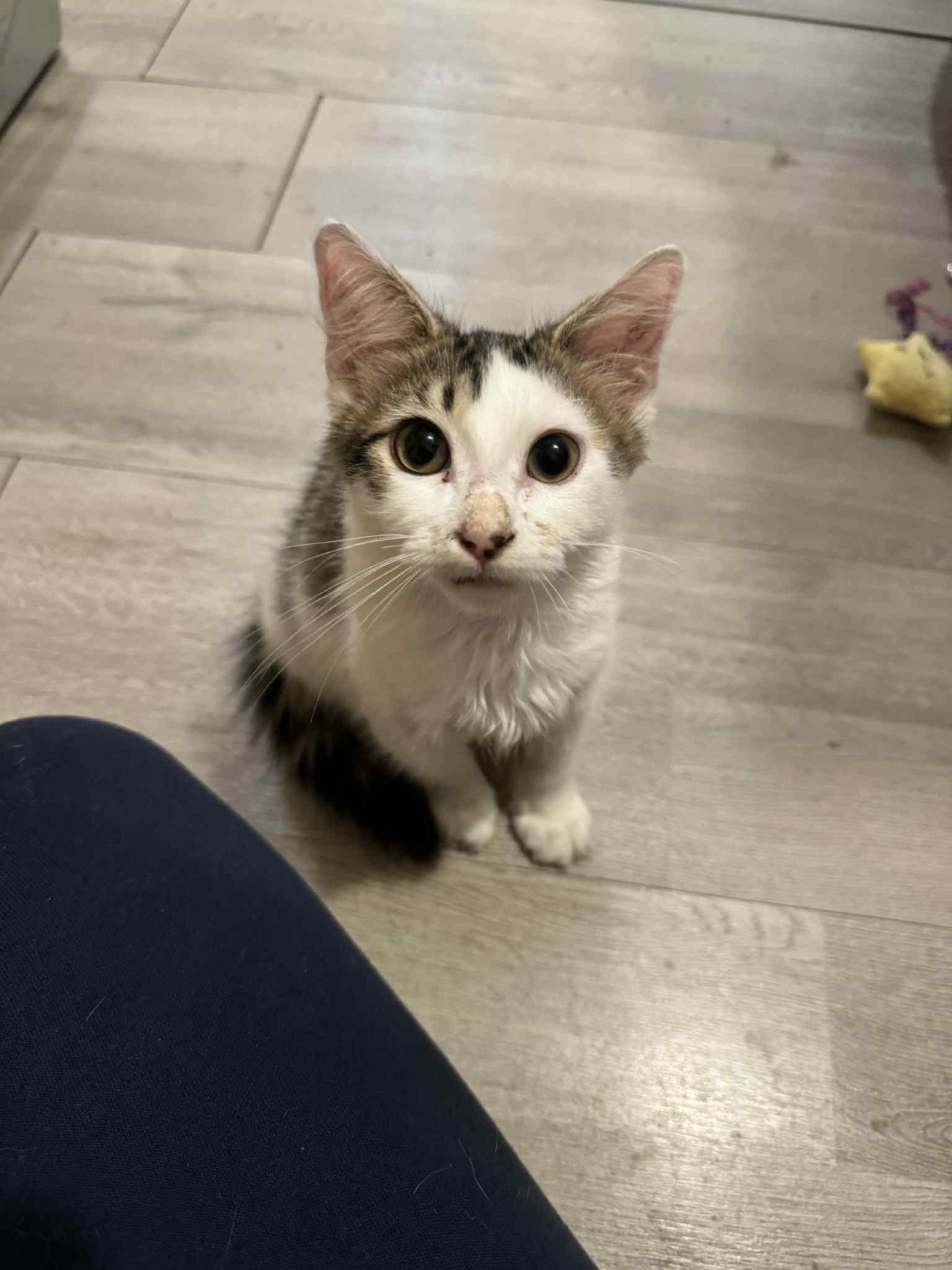 Morty (Alex-fostered in FL) photo 2