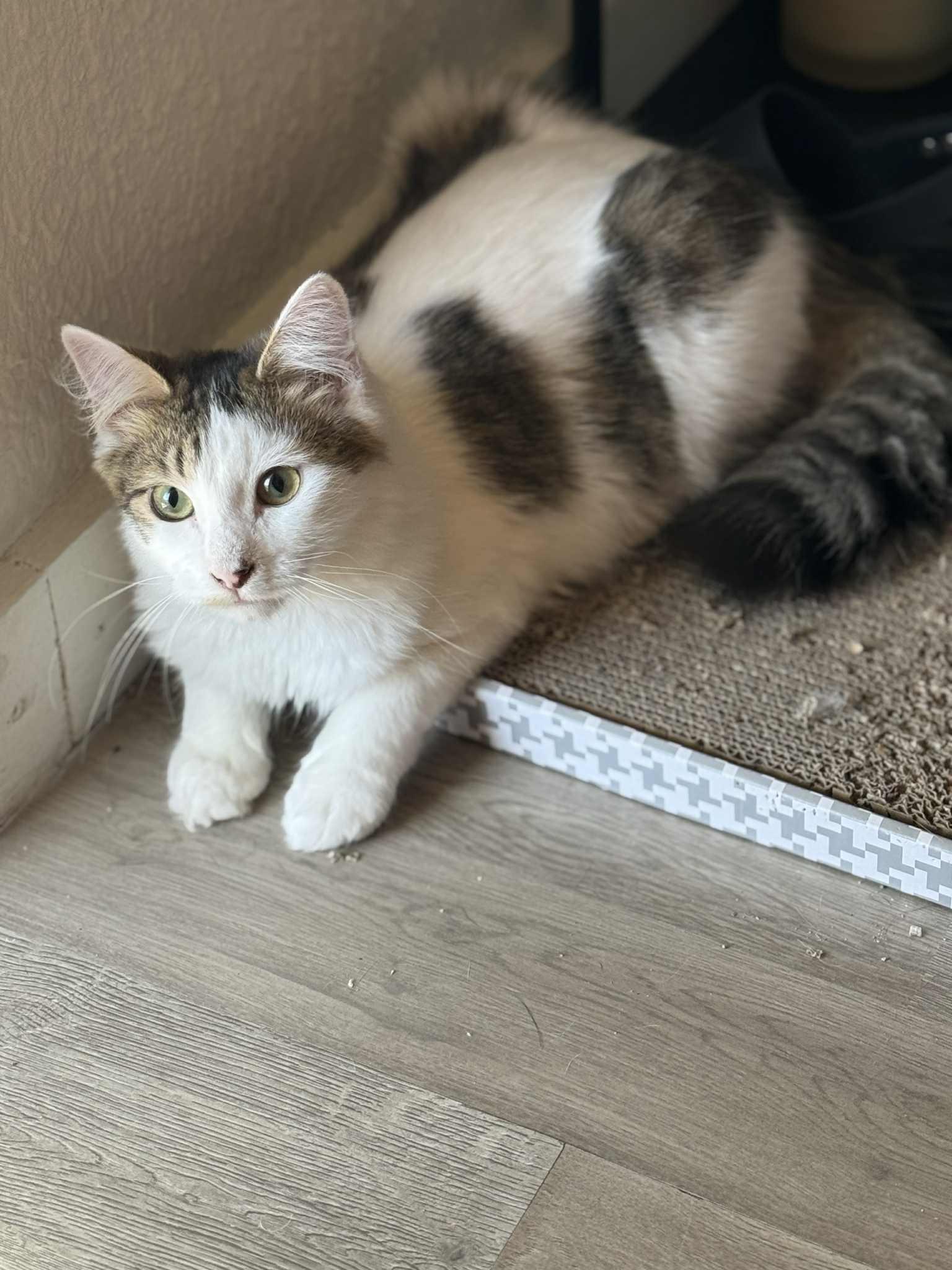Morty (Alex-fostered in Fort Myers, FL)