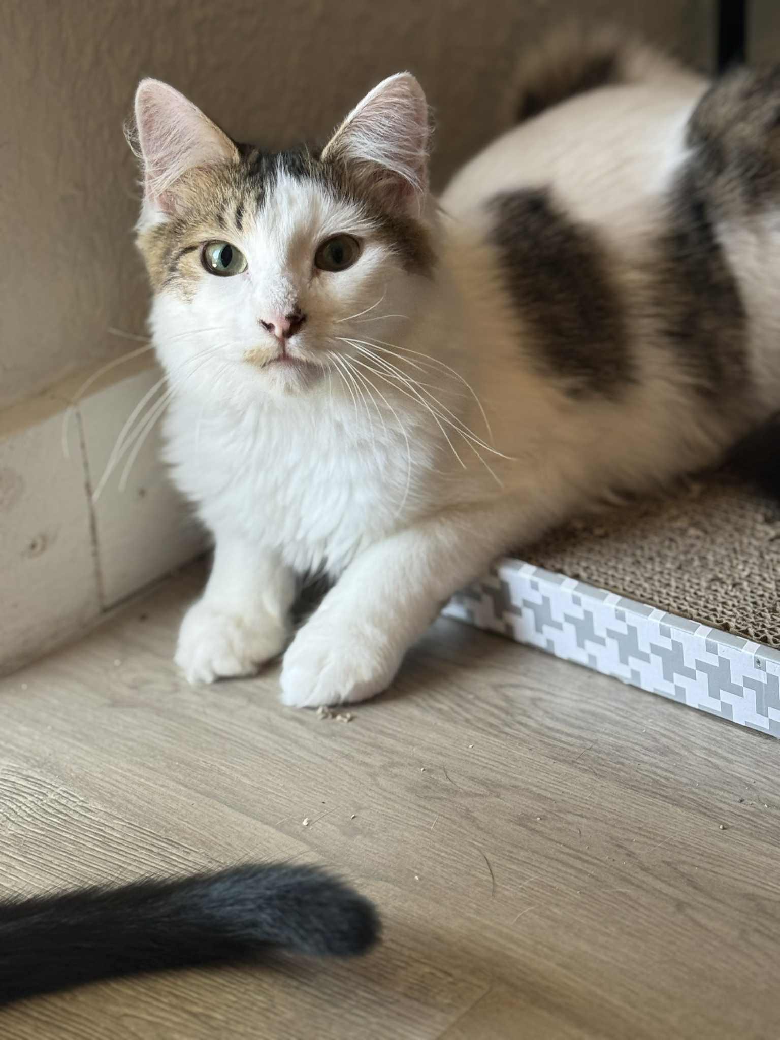 Morty (Alex-fostered in Fort Myers, FL)