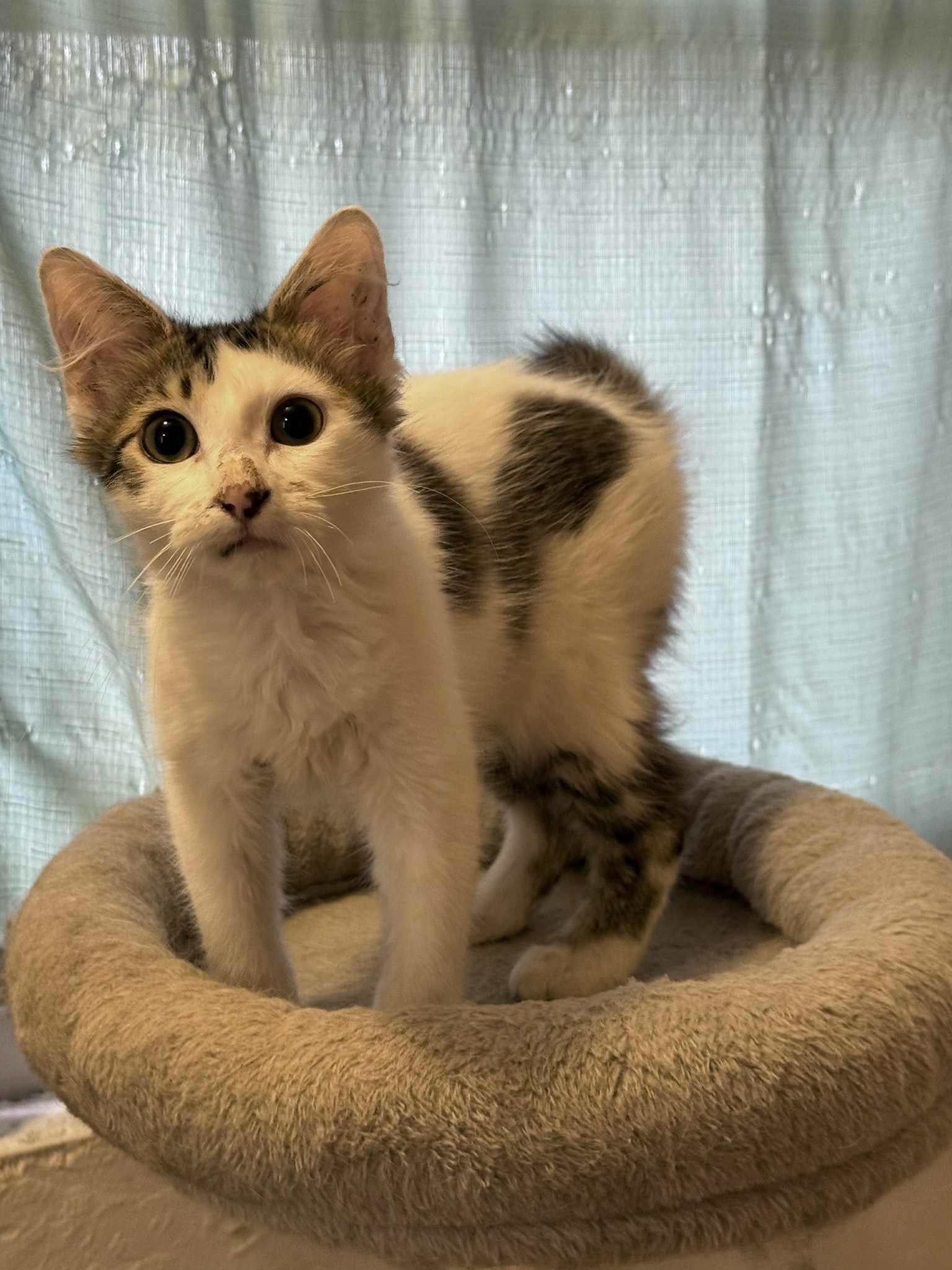 Morty (Alex-fostered in FL)