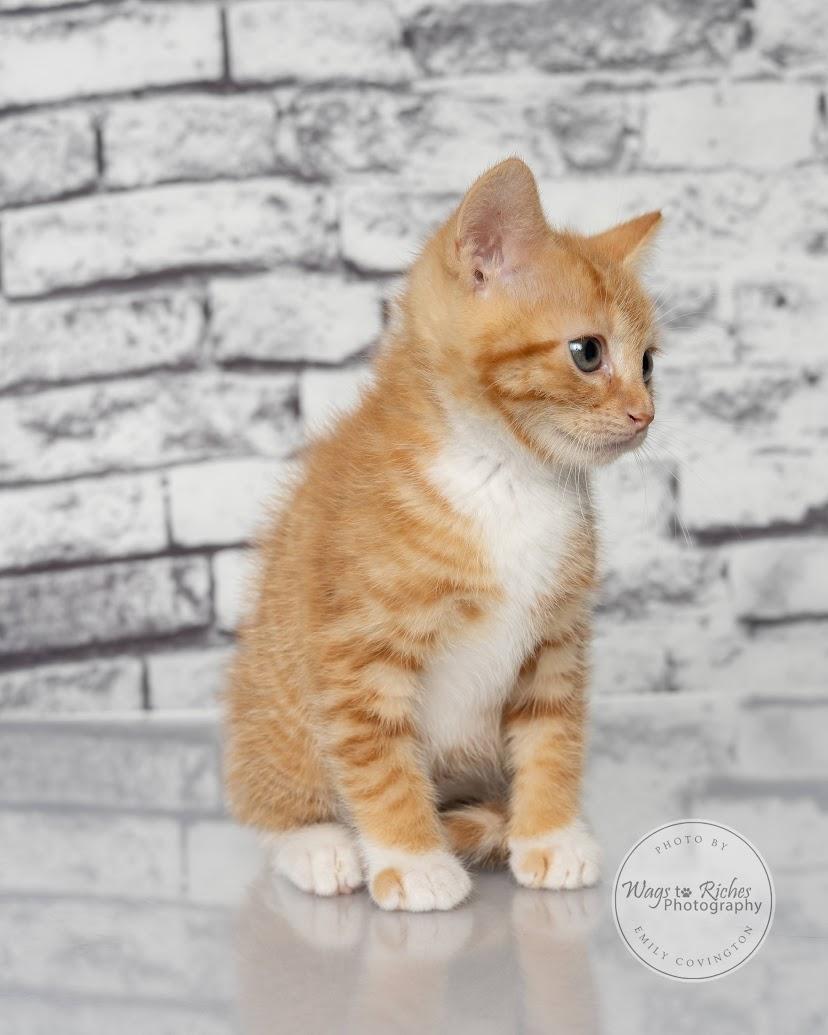 Enlarge Liv - adopted, an adopted mixed breed in Southington, CT image 3/6