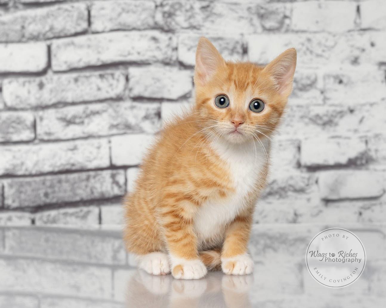 Enlarge Liv - adopted, an adopted mixed breed in Southington, CT image 1/6