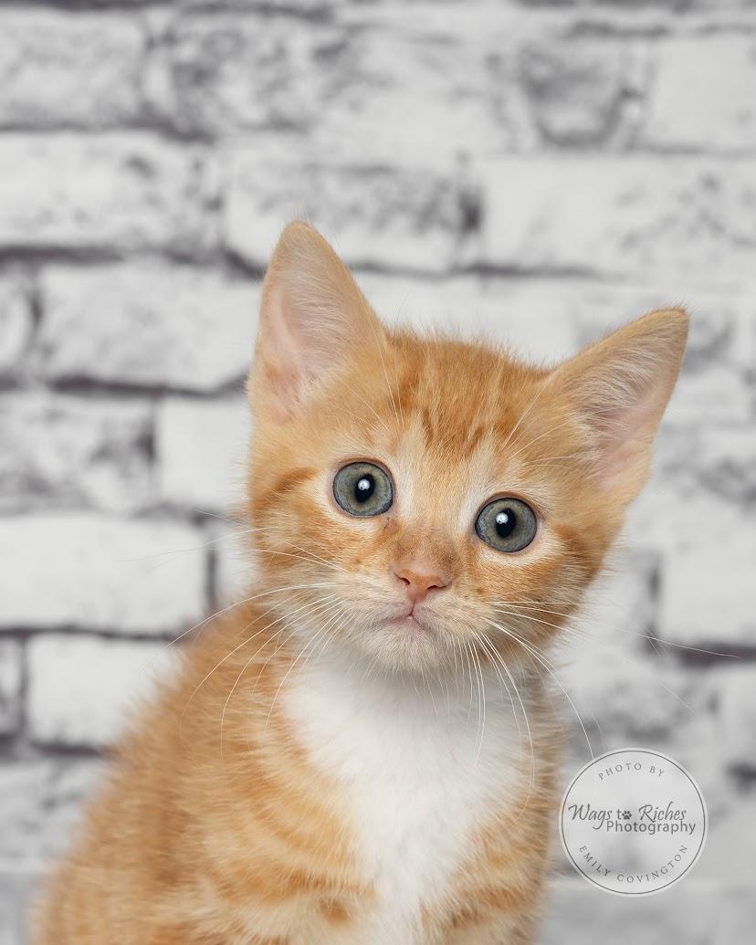 Enlarge Liv - adopted, an adopted mixed breed in Southington, CT image 2/6