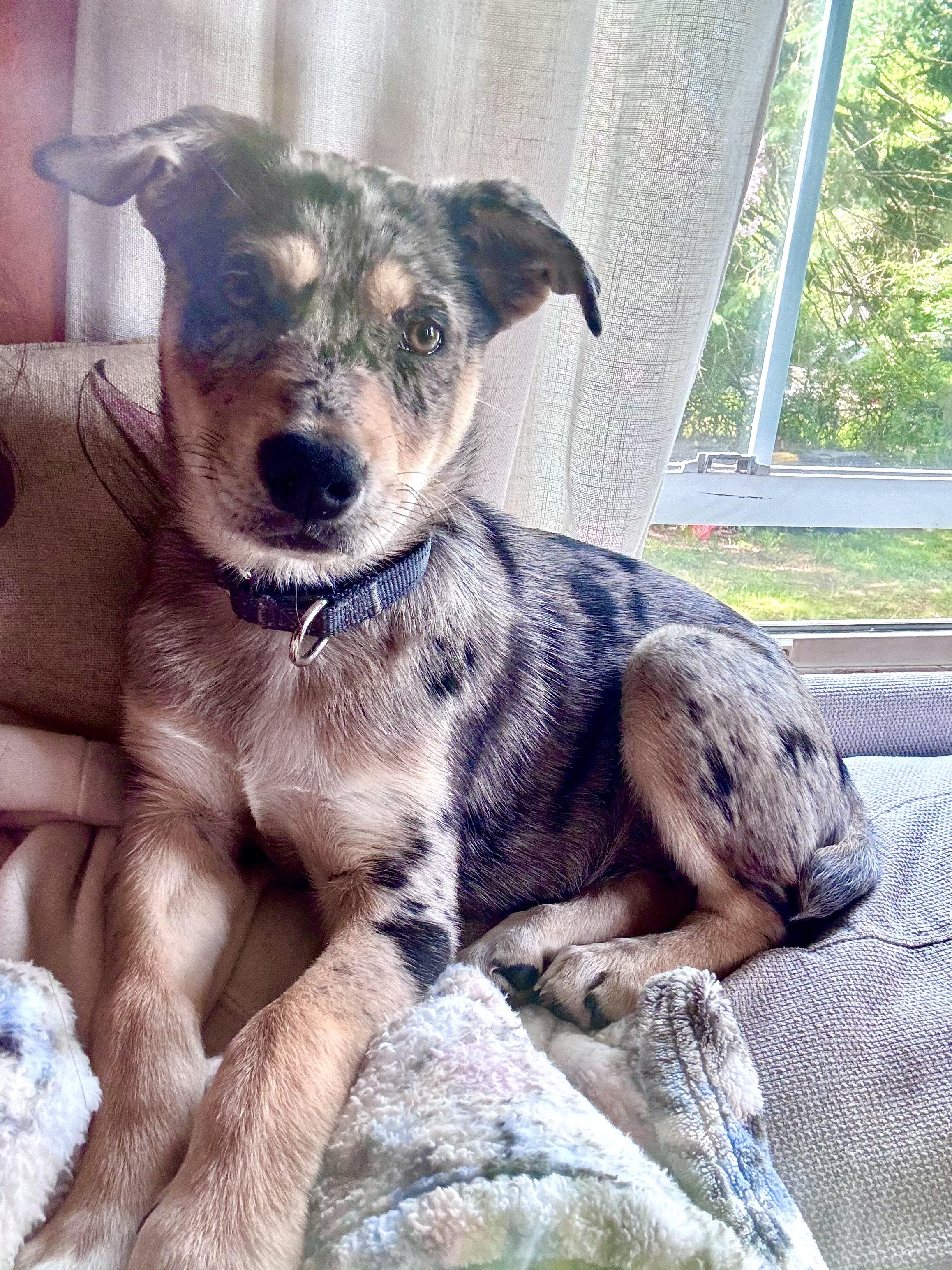 Karen, a Adopted mixed breed in Westport, CT image 2/3