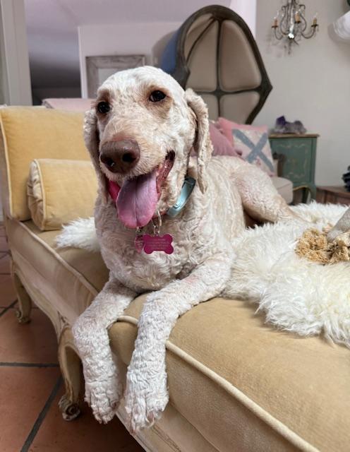 Enlarge Hazel Doodle, a Adoptable Goldendoodle in Scottsdale, AZ image 5/6