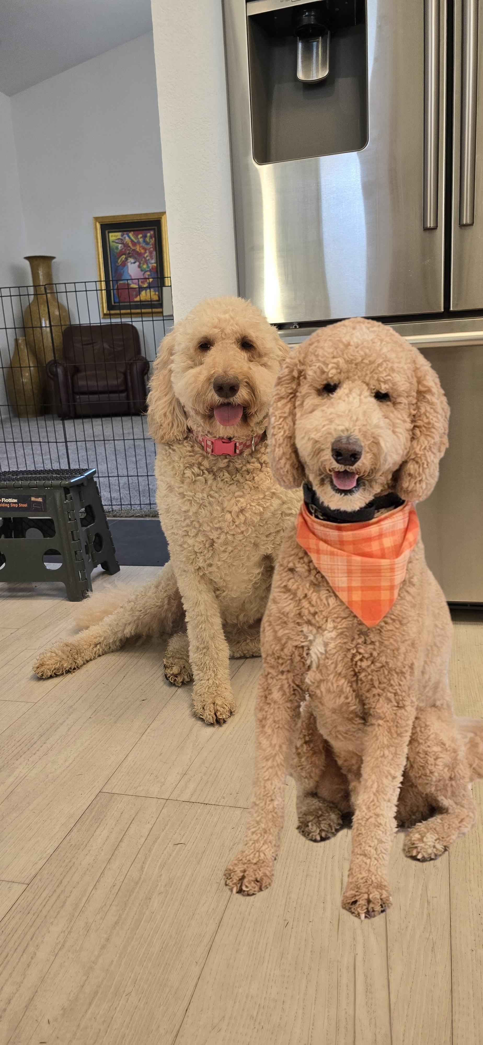 Enlarge Hazel Doodle, a Adoptable Goldendoodle in Scottsdale, AZ image 2/6