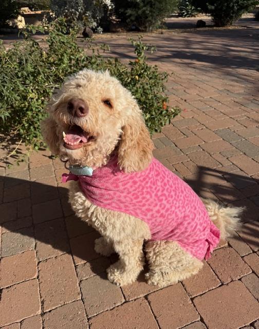 Enlarge Hazel Doodle, a Adoptable Goldendoodle in Scottsdale, AZ image 1/6