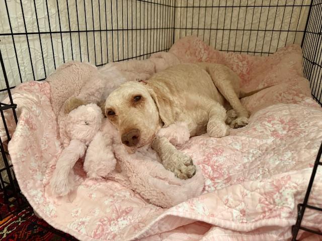 Enlarge Hazel Doodle, a Adoptable Goldendoodle in Scottsdale, AZ image 6/6