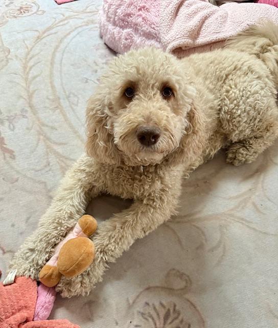 Enlarge Hazel Doodle, a Adoptable Goldendoodle in Scottsdale, AZ image 3/6