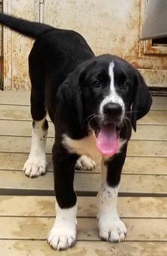 Lasagna, an adoptable Labradoodle in Greensboro, GA, 30642 | Photo Image 3