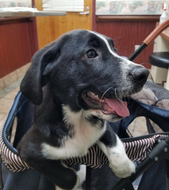 Lasagna, an adoptable Labradoodle in Greensboro, GA, 30642 | Photo Image 2