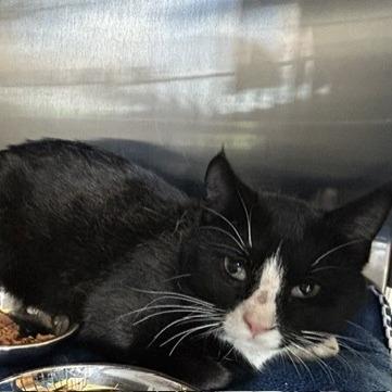 Bowser, Adoptable, Adult Male Domestic Short Hair.