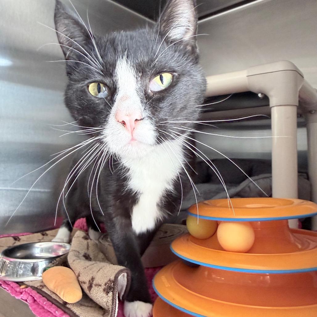 Bowser, a Adoptable Domestic Short Hair in Knoxville, TN image 2/2