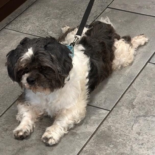 Enlarge Freddie, an adopted Shih Tzu in Williston, VT image 4/4