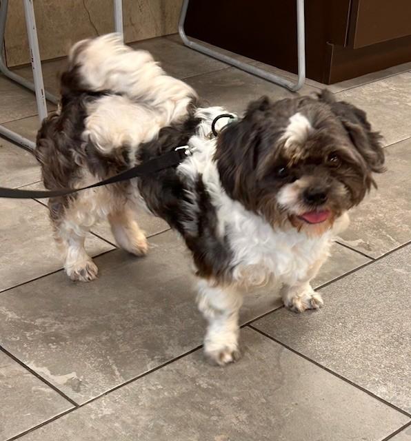 Enlarge Freddie, an adopted Shih Tzu in Williston, VT image 2/4