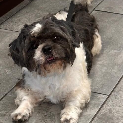 Freddie, adopted, Young Male Shih Tzu.