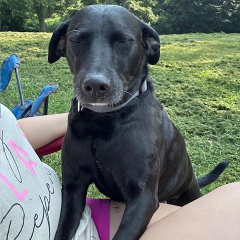 Enlarge Onyx, a ADOPTABLE Black Labrador Retriever in Columbia, MO image 2/3