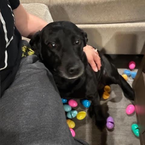 Enlarge Onyx, a ADOPTABLE Black Labrador Retriever in Columbia, MO image 1/3