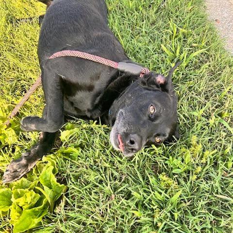 Enlarge Onyx, a ADOPTABLE Black Labrador Retriever in Columbia, MO image 3/3