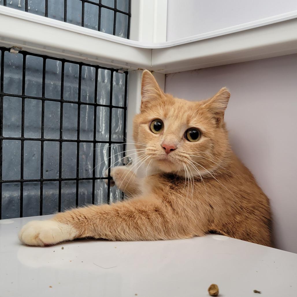 Ladybird, Adoptable, Adult Female Domestic Short Hair.