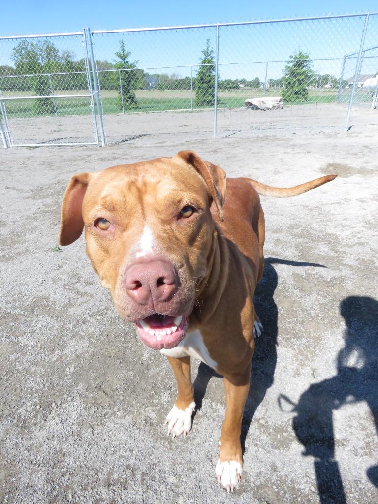 Enlarge Marsali, a Adoptable Terrier in Van Wert, OH image 1/5