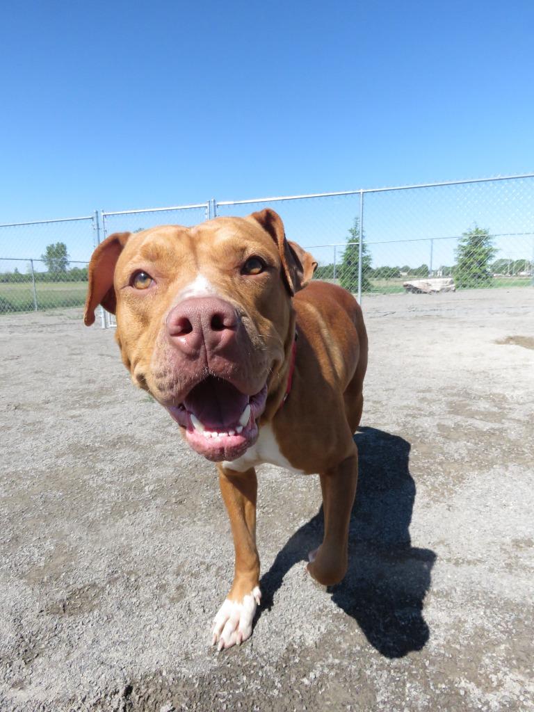 Enlarge Marsali, a Adoptable Terrier in Van Wert, OH image 2/5