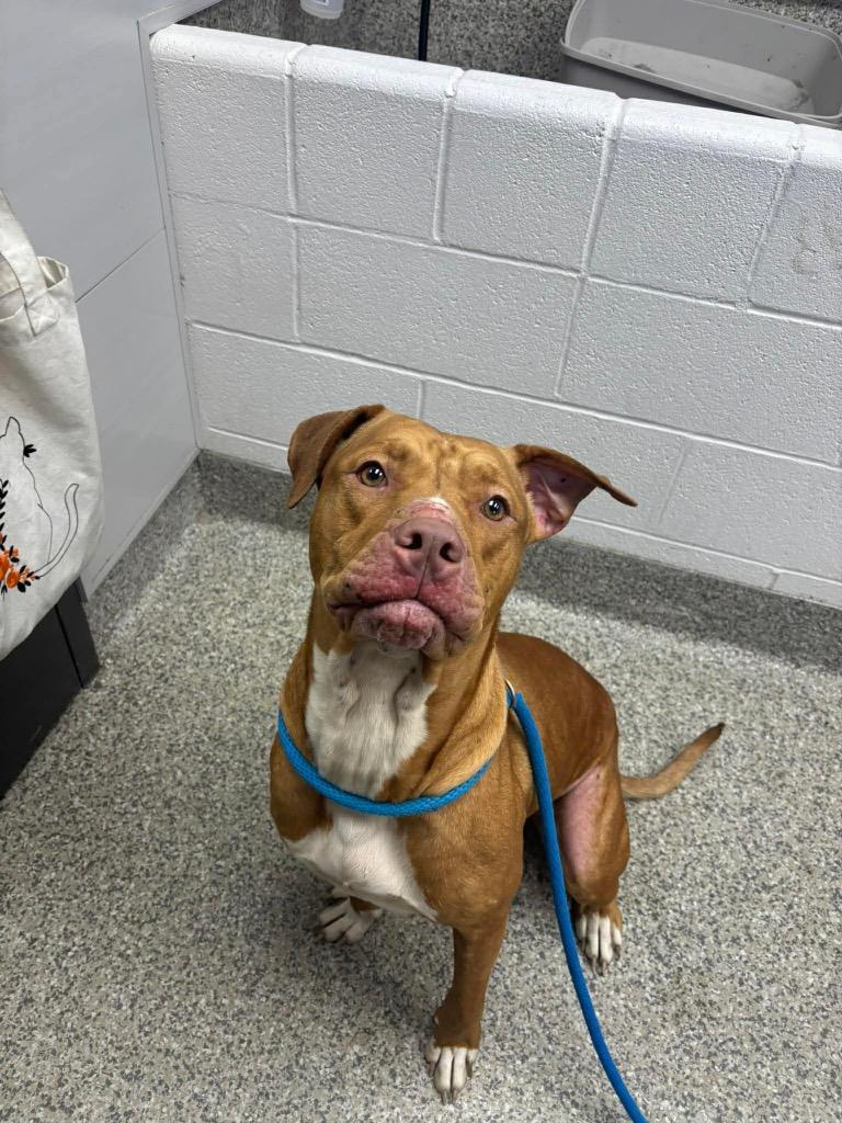 Enlarge Marsali, a Adoptable Terrier in Van Wert, OH image 3/5