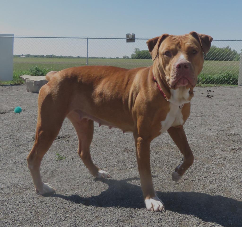 Enlarge Marsali, a Adoptable Terrier in Van Wert, OH image 4/5