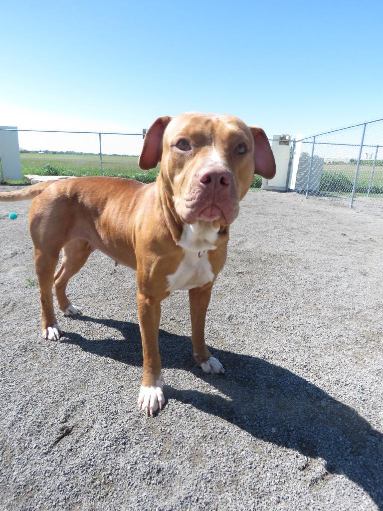 Enlarge Marsali, a Adoptable Terrier in Van Wert, OH image 5/5