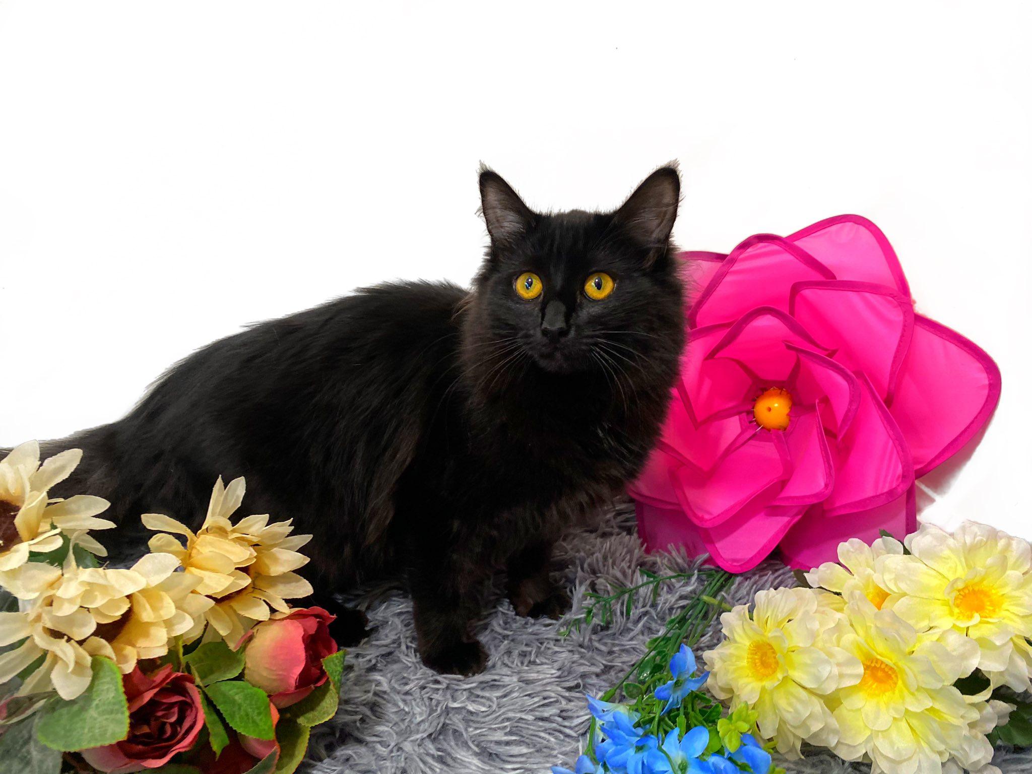 Enlarge MISTY, an adopted Domestic Long Hair in Graham, WA image 3/3