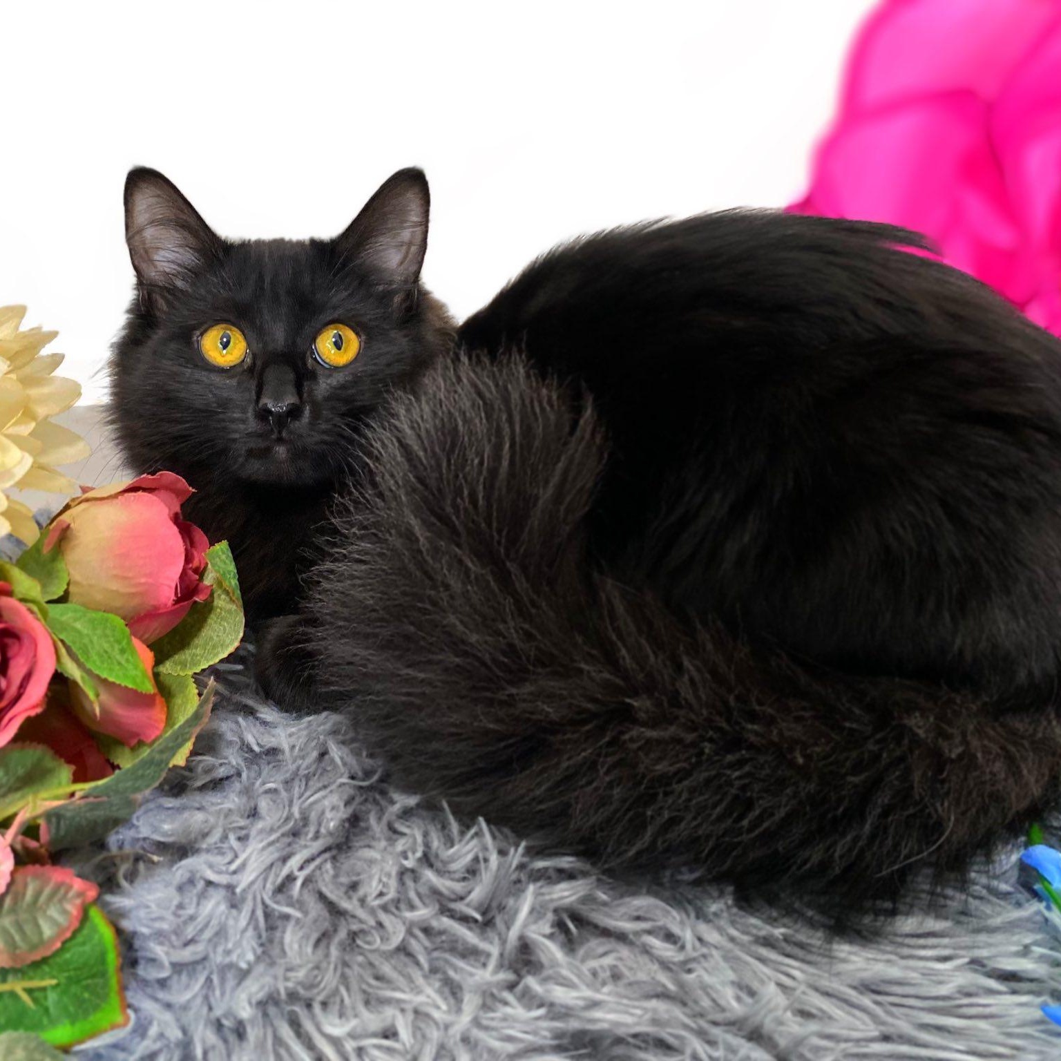 Enlarge MISTY, an adopted Domestic Long Hair in Graham, WA image 1/3