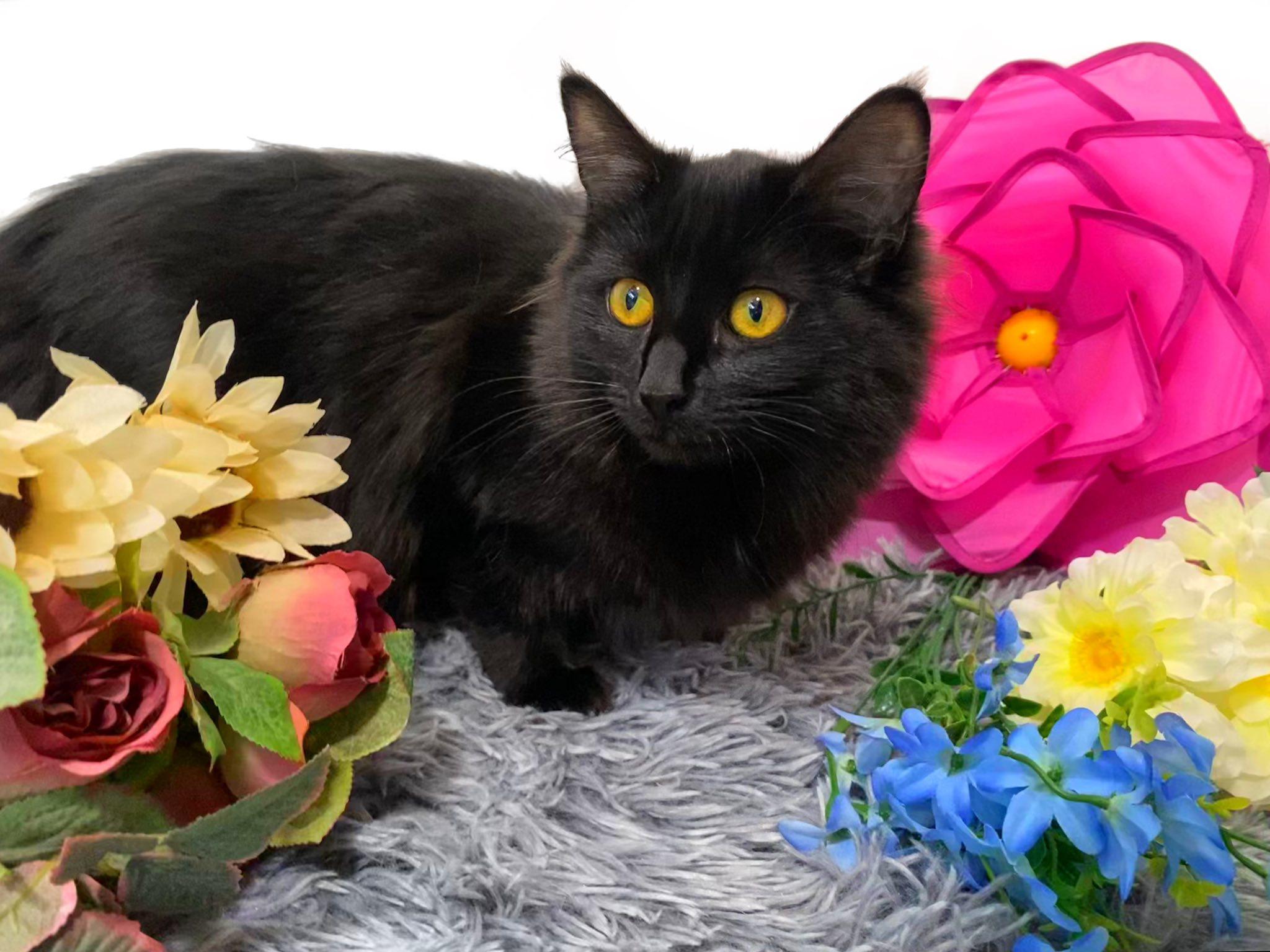 Enlarge MISTY, an adopted Domestic Long Hair in Graham, WA image 2/3