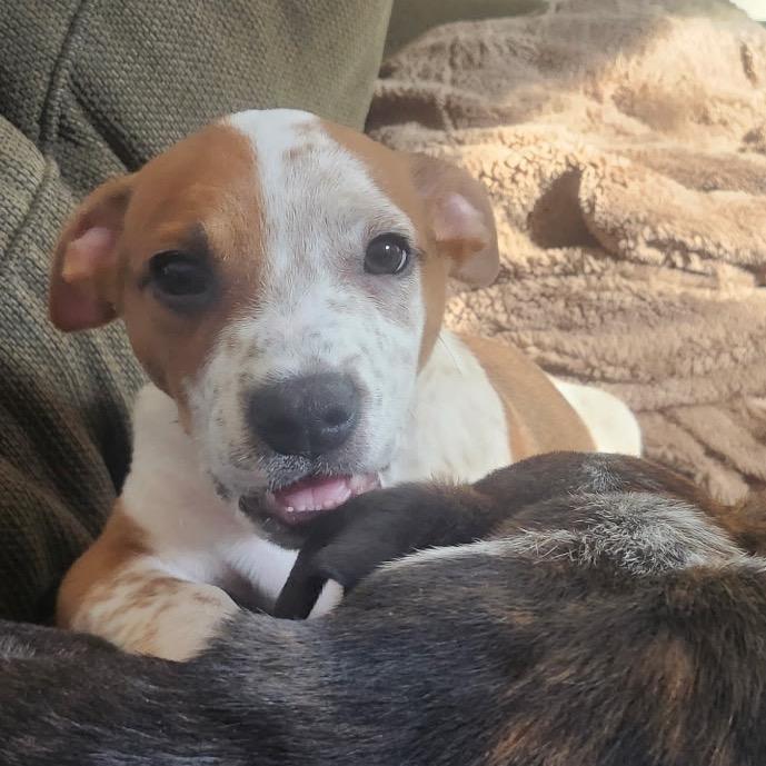 Caemon, Adoptable, Puppy Male Mixed Breed.