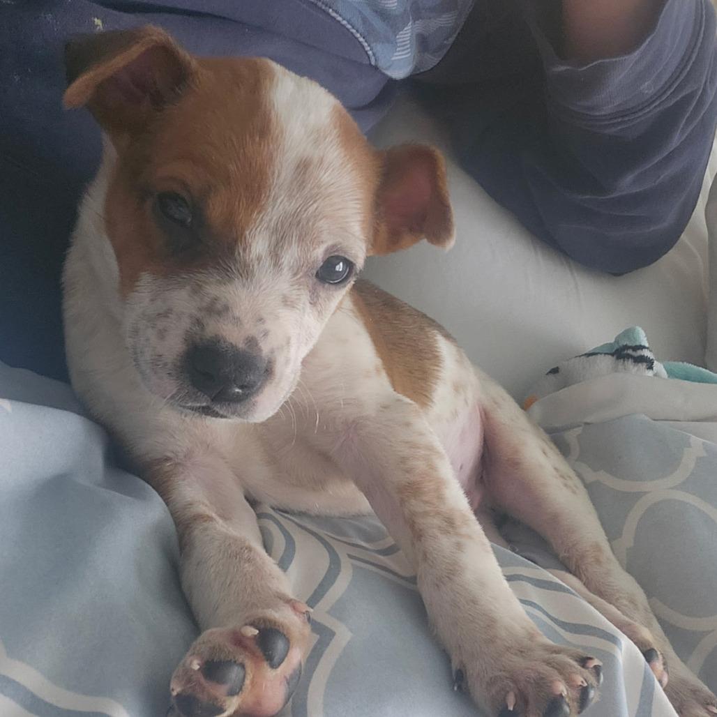 Enlarge Caemon, a Adoptable Mixed Breed in Fredericksburg, VA image 2/6