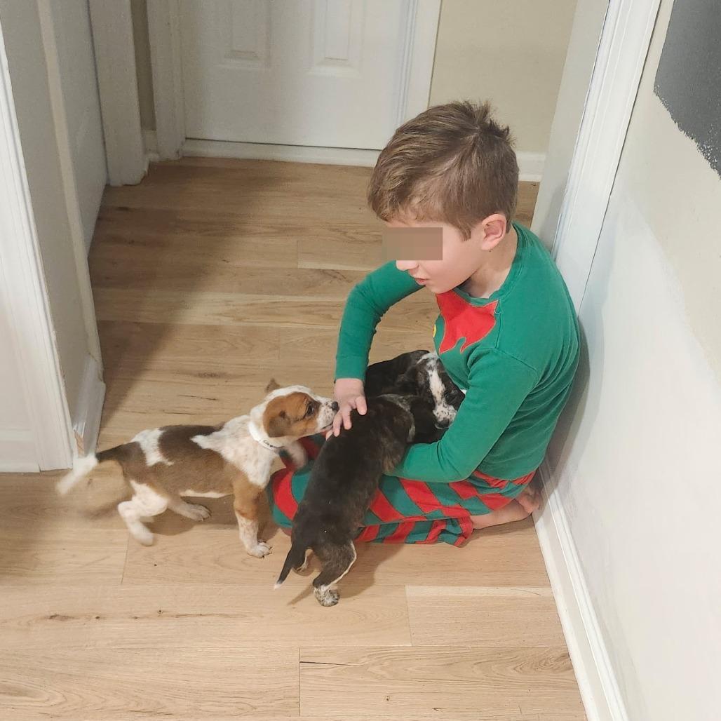 Enlarge Caemon, a Adoptable Mixed Breed in Fredericksburg, VA image 3/6