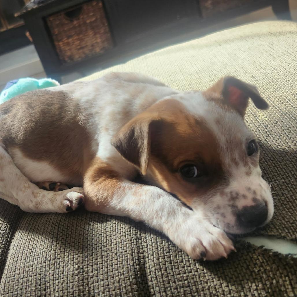 Enlarge Caemon, a Adoptable Mixed Breed in Fredericksburg, VA image 5/6