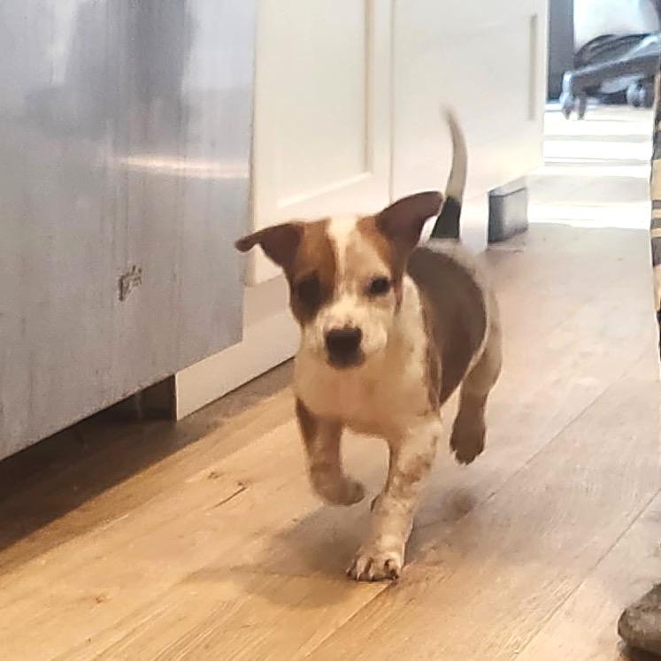 Enlarge Caemon, a Adoptable Mixed Breed in Fredericksburg, VA image 6/6