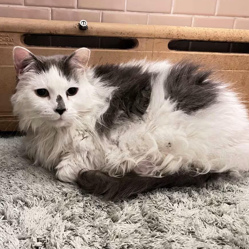 Enlarge Spotty, a ADOPTABLE Domestic Long Hair in Frederick, MD image 3/3