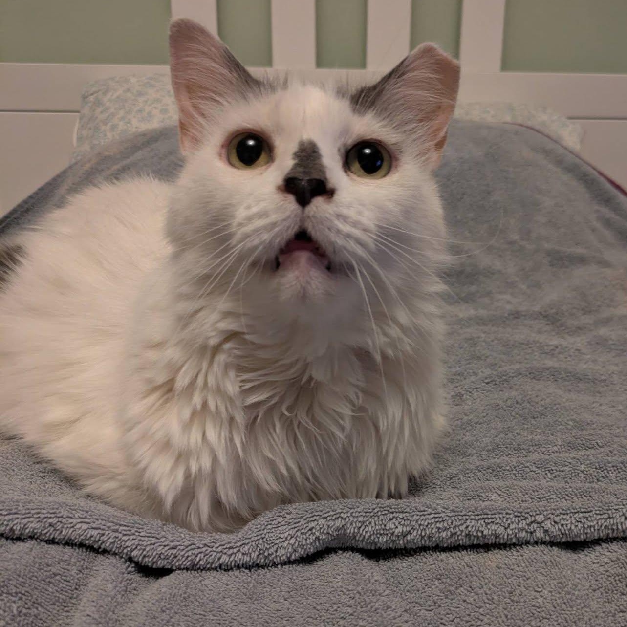 Enlarge Spotty, a ADOPTABLE Domestic Long Hair in Frederick, MD image 2/3