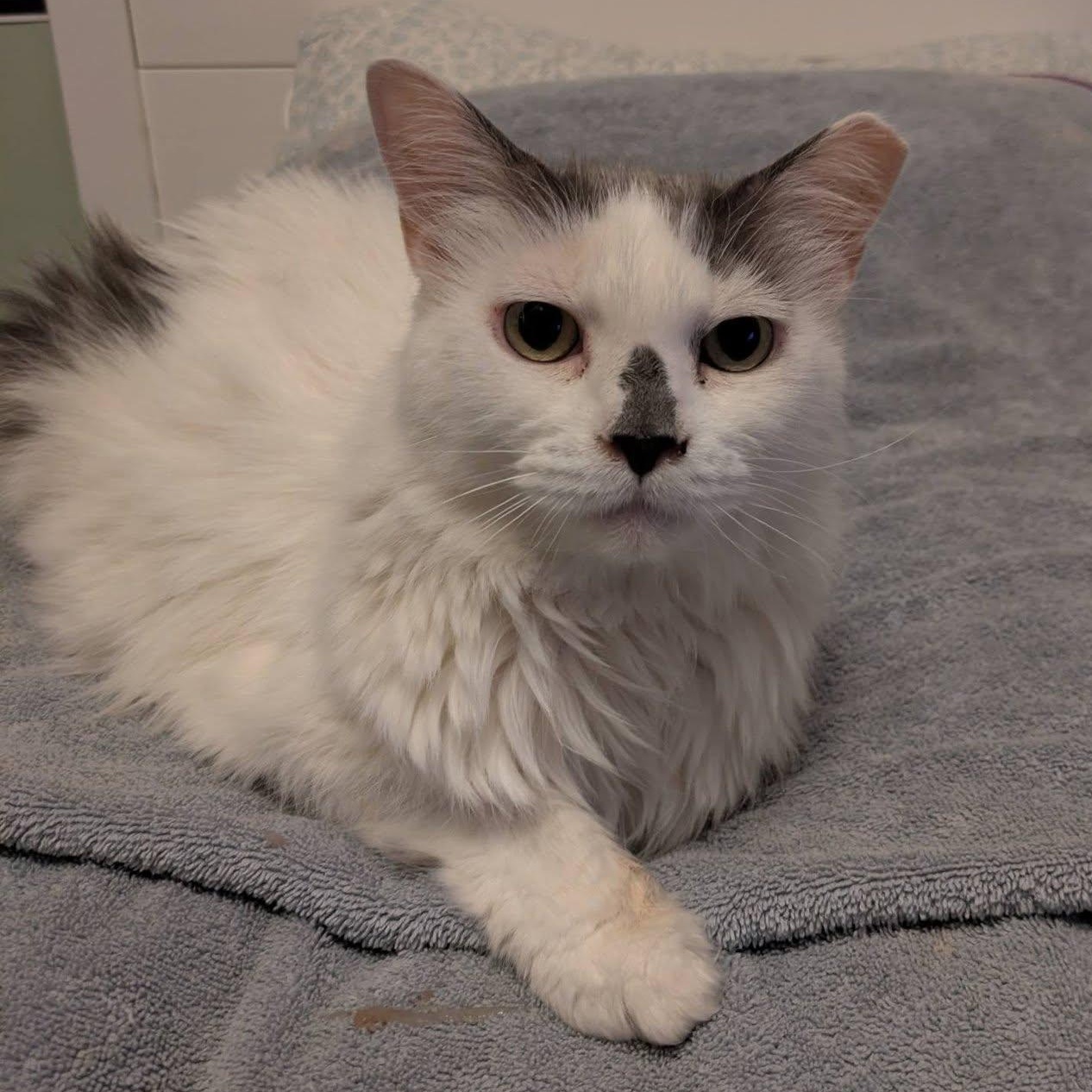 Enlarge Spotty, a ADOPTABLE Domestic Long Hair in Frederick, MD image 1/3