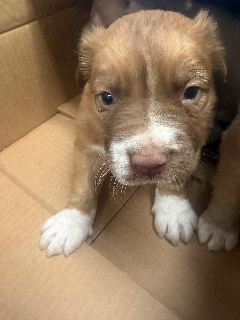 Champ, Adoptable, Puppy Male Mixed Breed.