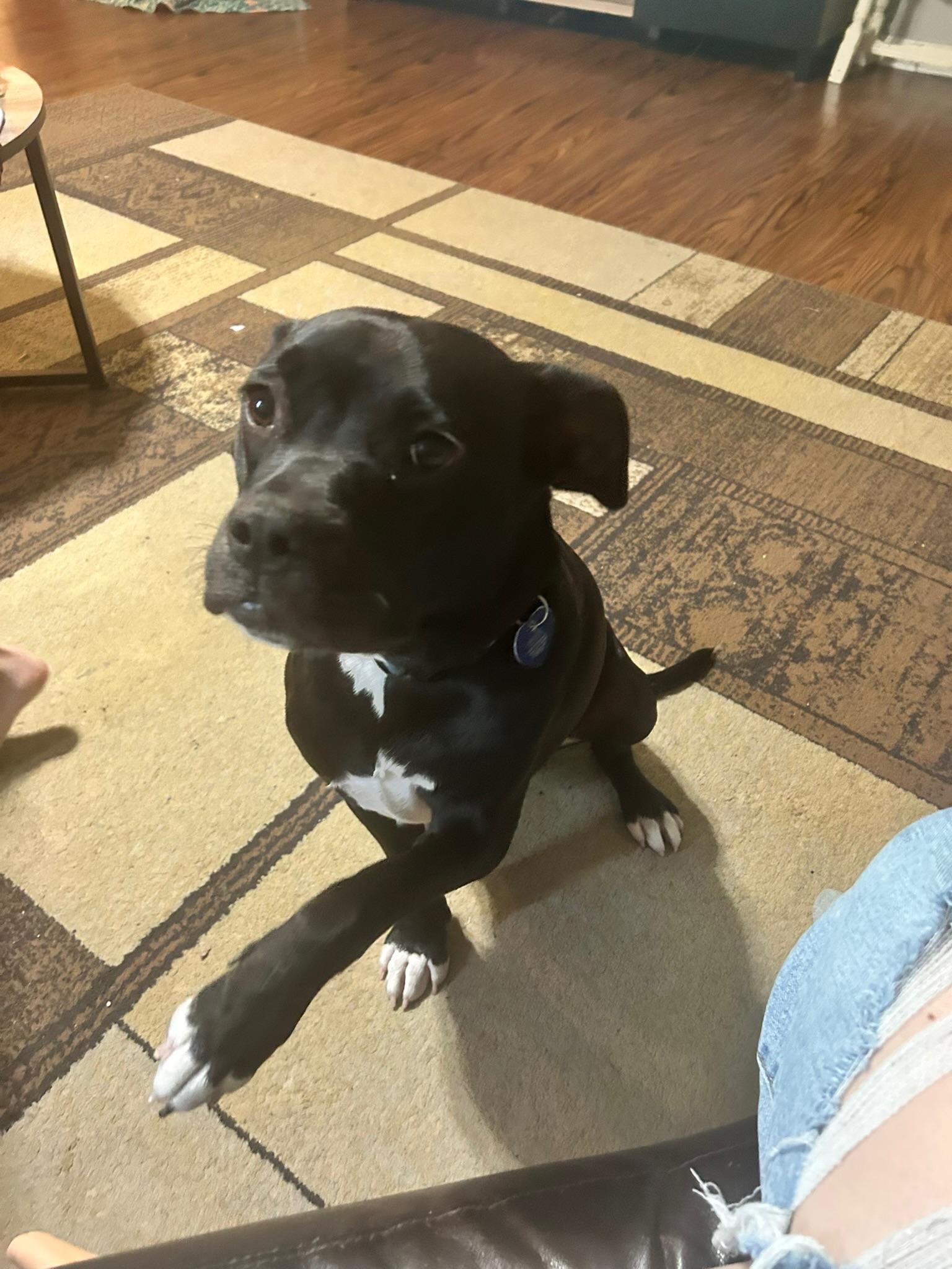 Fiona, a Adoptable Pit Bull Terrier in Mooresville, IN image 3/6