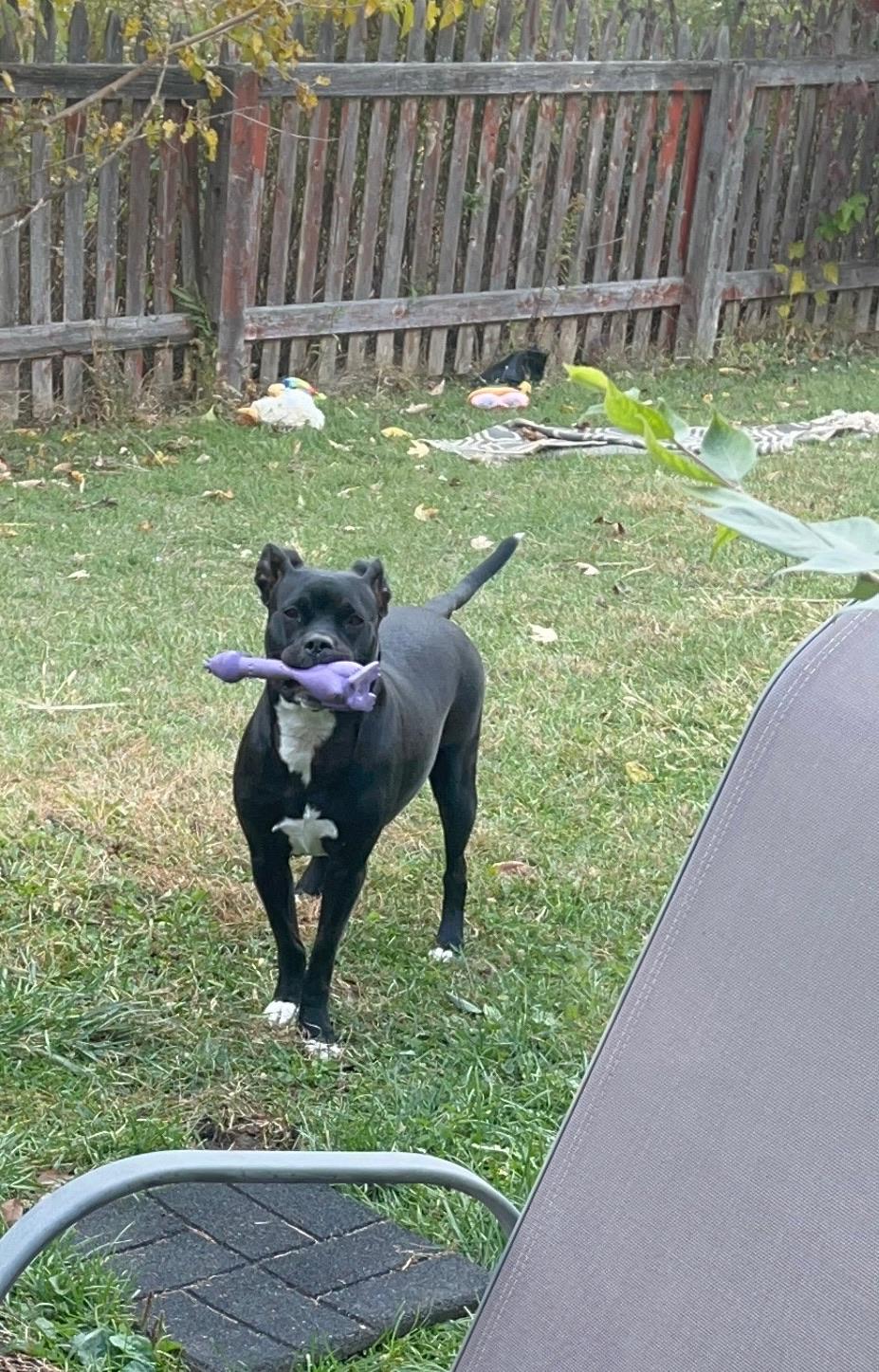 Fiona, Adoptable, Young Female Pit Bull Terrier.