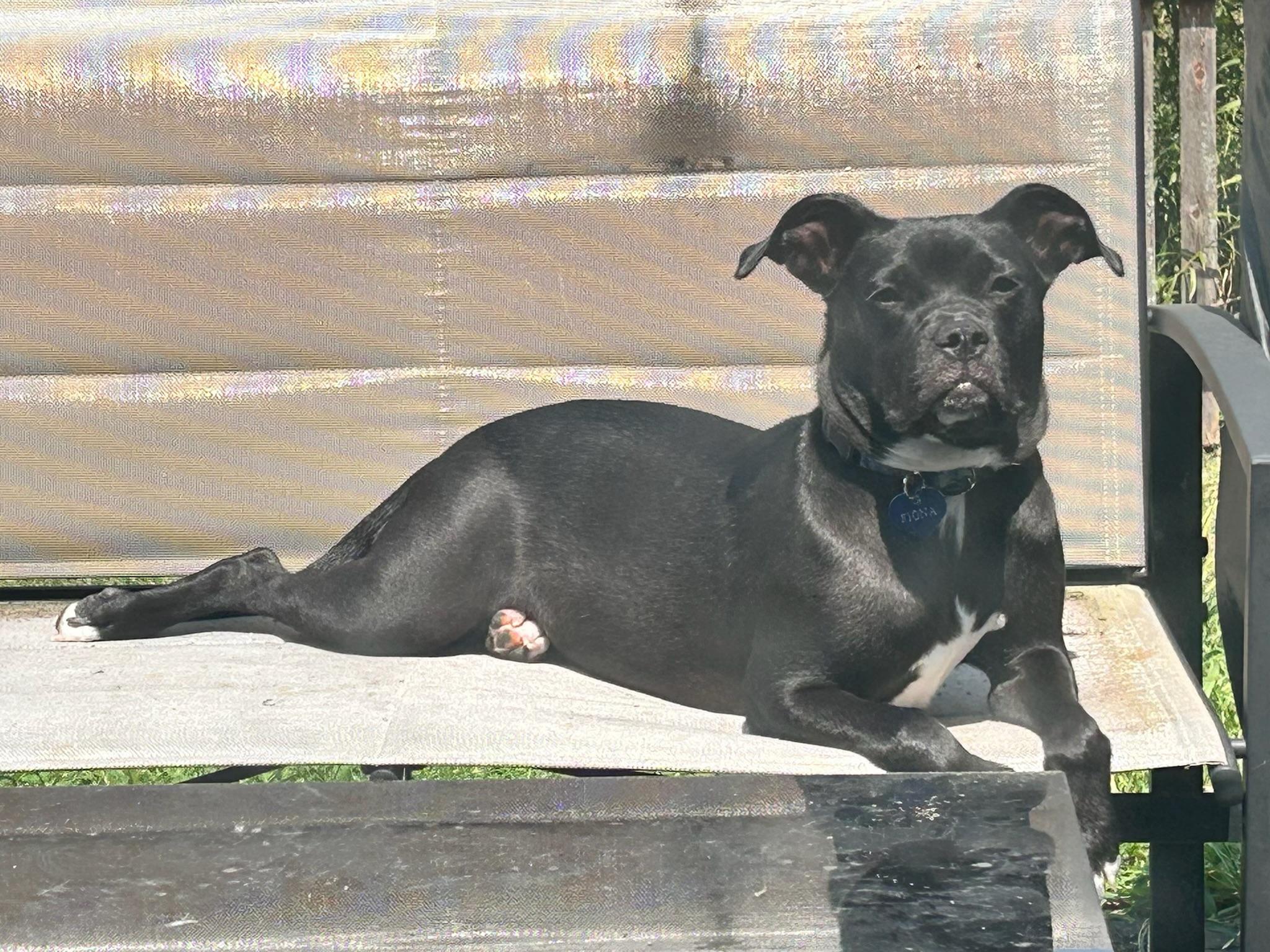 Fiona, a Adoptable Pit Bull Terrier in Mooresville, IN image 2/6