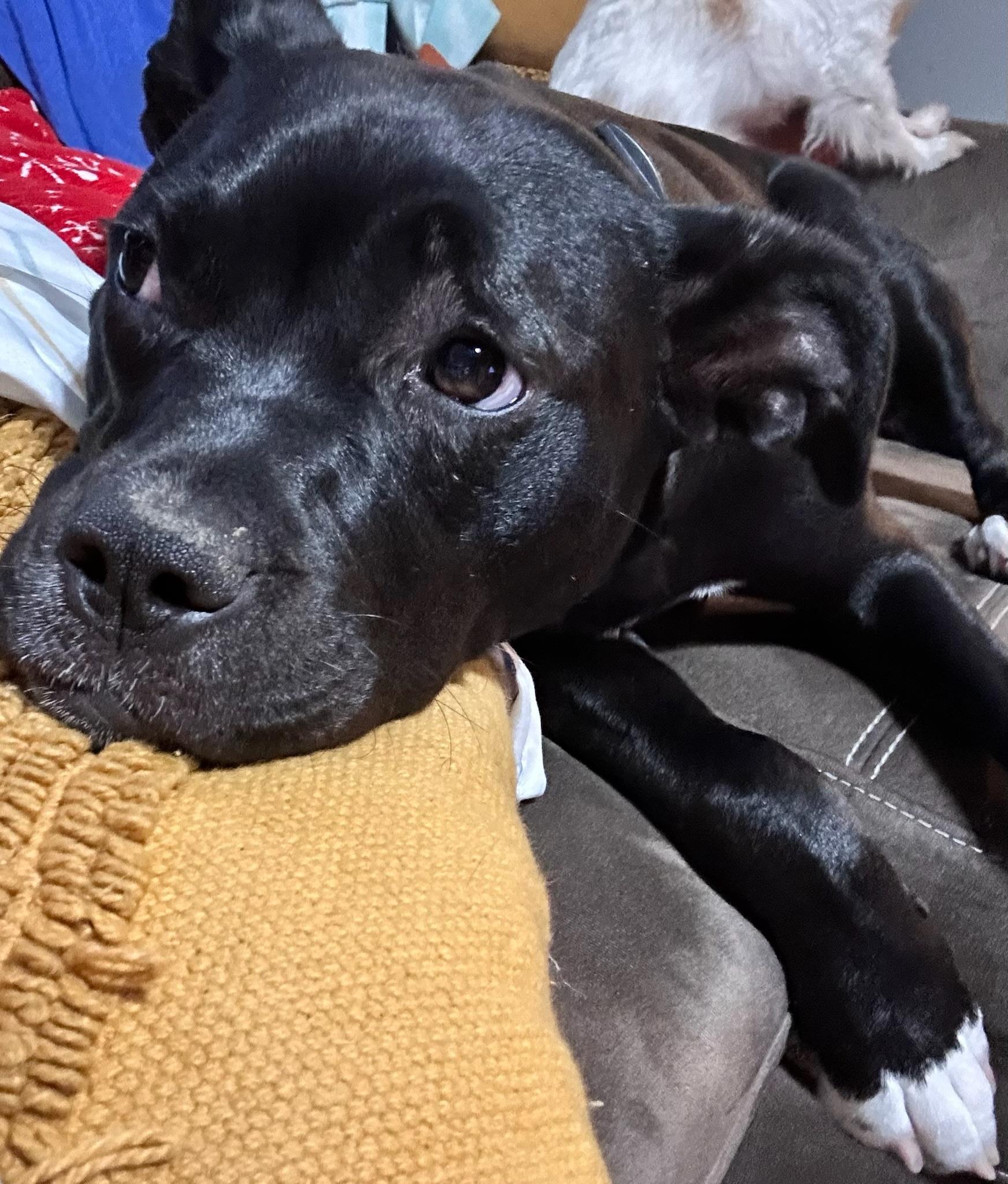 Fiona, a Adoptable Pit Bull Terrier in Mooresville, IN image 4/6