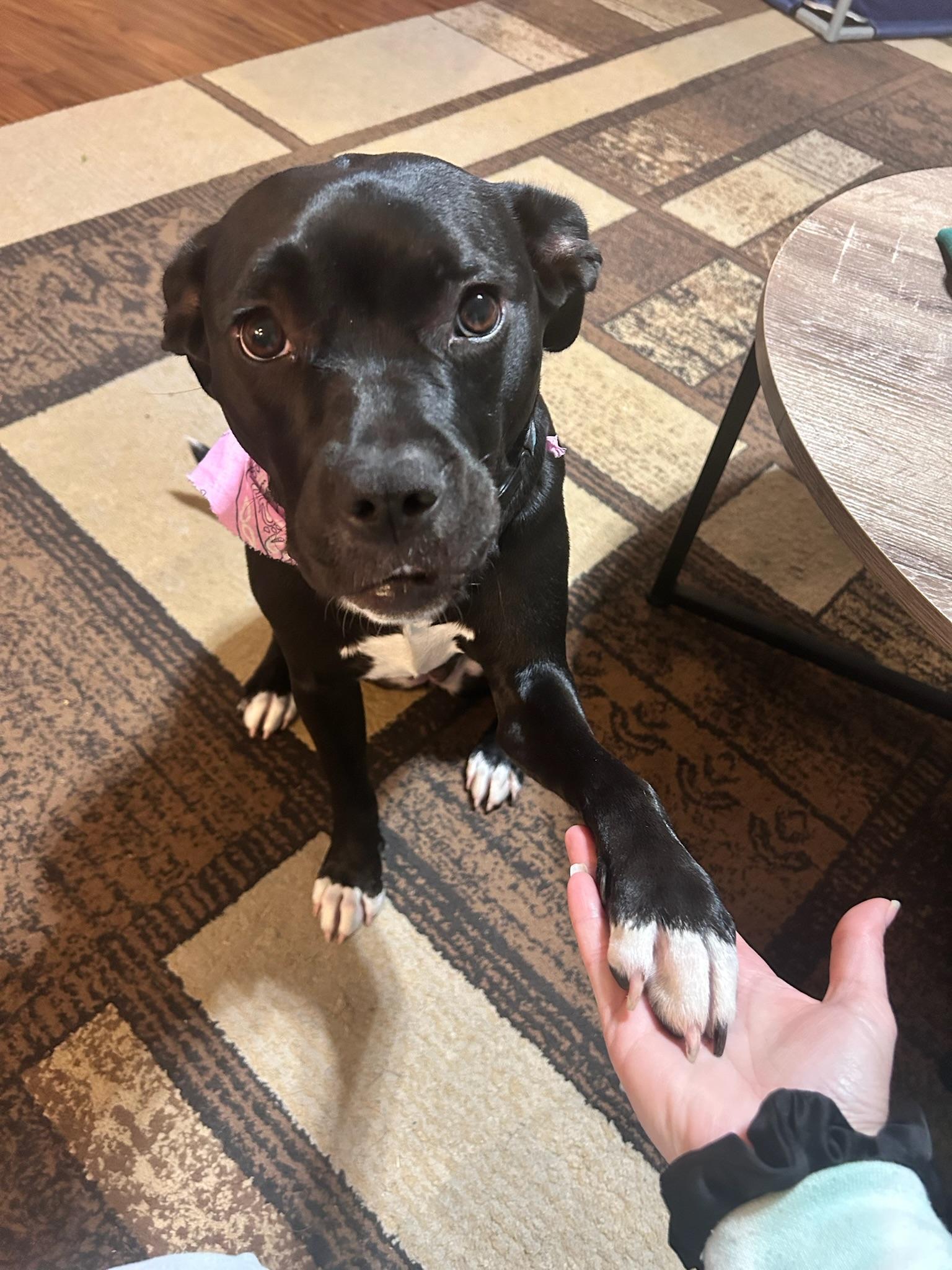 Fiona, a Adoptable Pit Bull Terrier in Mooresville, IN image 6/6