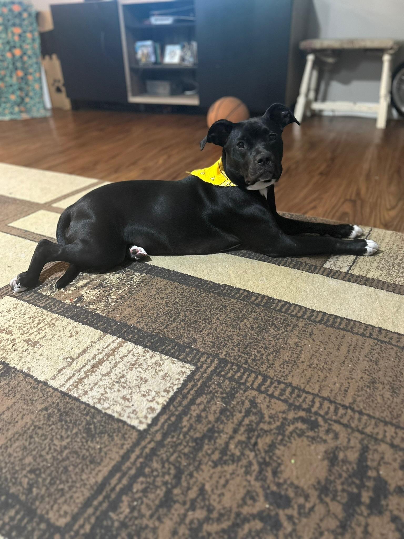 Fiona, a Adoptable Pit Bull Terrier in Mooresville, IN image 5/6