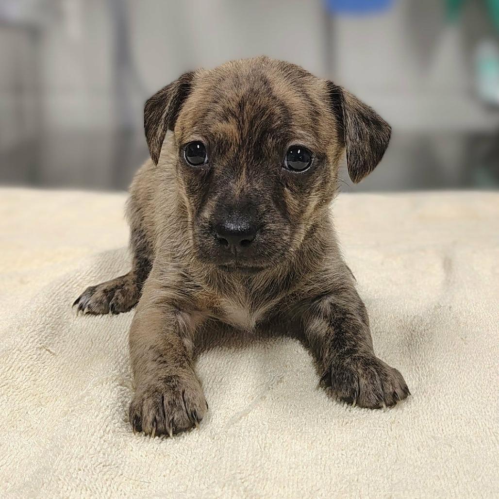 Stoney, Adoptable, Puppy Male Terrier & Hound.