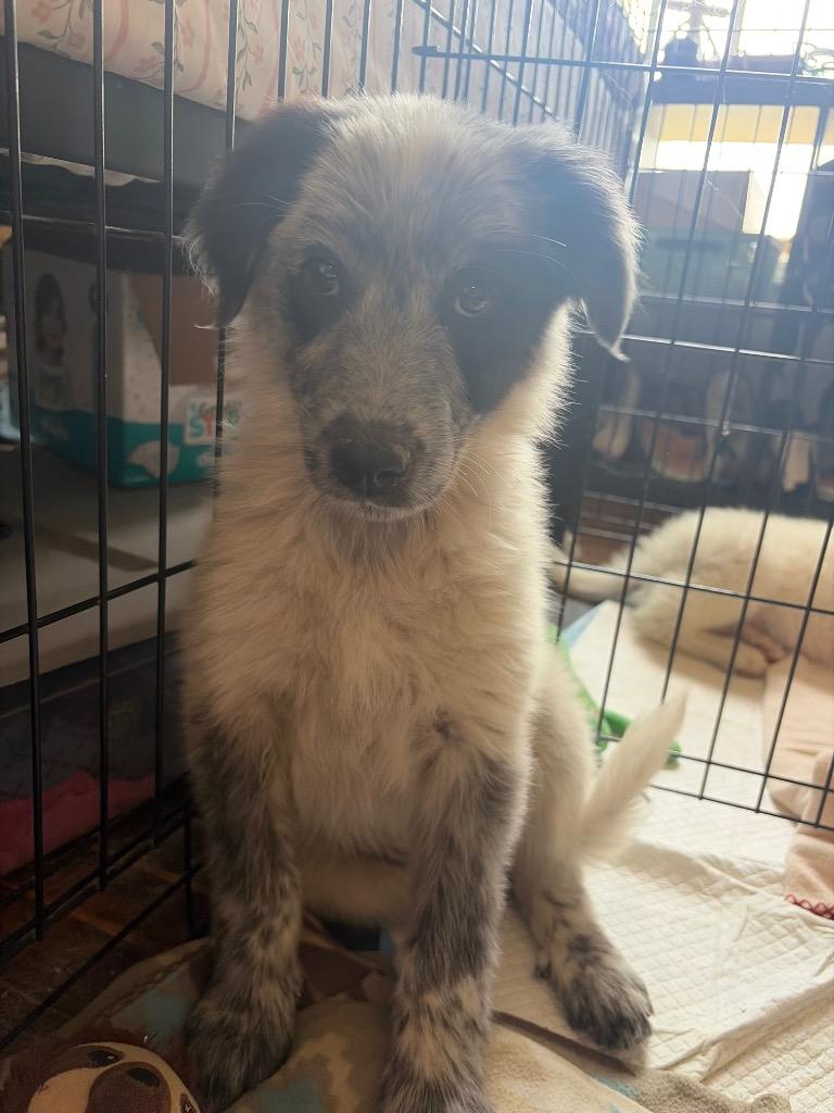 Mcmurdough Pup 6, Adoptable, Puppy Female Mixed Breed.