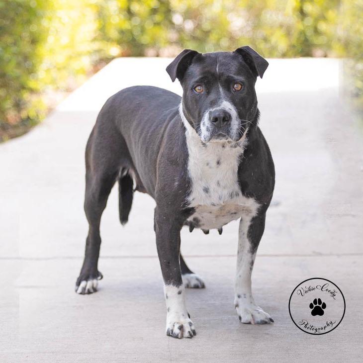 Posie, a Adoptable mixed breed in Abilene, TX image 1/3